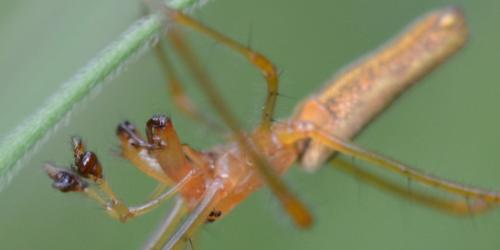 Tetragnatha montana